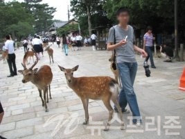 (나라의 사슴농장 사진/김기평기자)