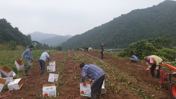 거창군 마리면 농촌지도자회는 1일 농촌지도자회 회원 20여 명이 참여한 가운데 마리면 영승리에 소재한 텃밭에서 고구마 수확작업을 가졌다./ⓒ거창군