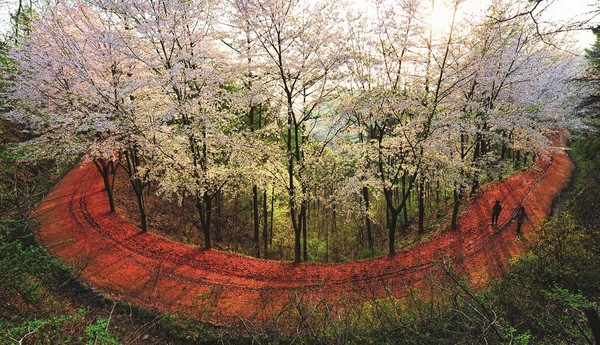 계족산황톳길 임도 단일 최장 황톳길 인증 도전_계족산황톳길 ⓒ 대전시제공