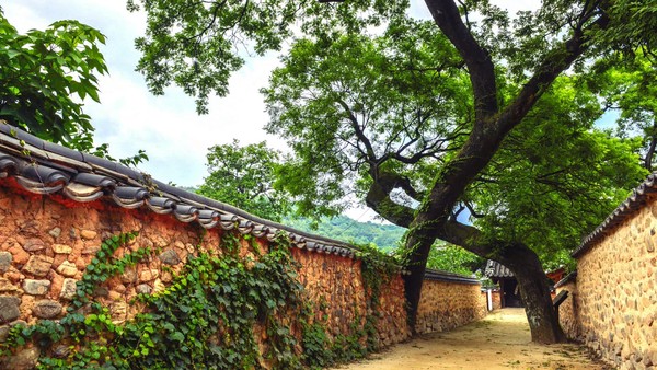 서부경남관관진흥협의회는 8~10일 산청·함양·거창·합천의 ‘웰니스 투어’를 시작으로 15~17일 통영·거제·고성의 ‘액티비티 투어’, 29~31일 진주·사천·남해·하동의 ‘리프레시 투어’까지 3가지 권역별 팸투어를 추진한다.(단성면 남사예담촌 부부 회화나무)/ⓒ산청군