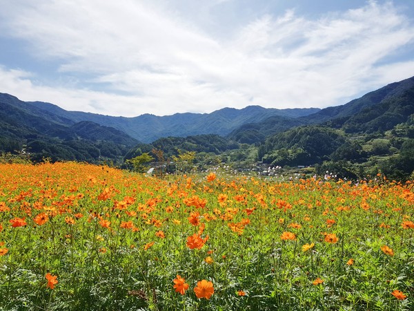 지리산생태험단지 꽃 만발ⓒ함양군