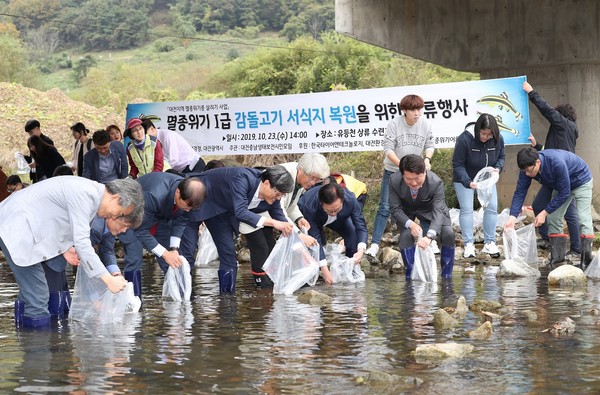 대전시, 지역생태계 상징'감돌고기'복원 나선다 ⓒ 대전시제공