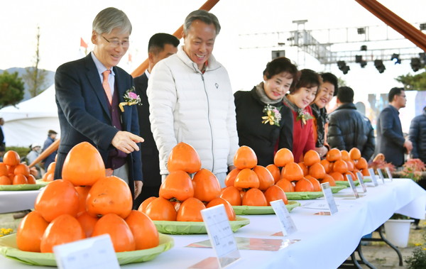 ‘선홍빛 대봉감 가을을 품다’를 주제로 한 제21회 하동 악양 대봉감축제가 11월 1∼3일 사흘간 섬진강변의 악양 평사리공원에서 개최된다./ⓒ하동군