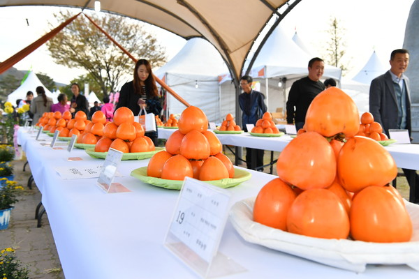 ‘선홍빛 대봉감 가을을 품다’를 주제로 한 제21회 하동 악양 대봉감축제가 11월 1∼3일 사흘간 섬진강변의 악양 평사리공원에서 개최된다./ⓒ하동군