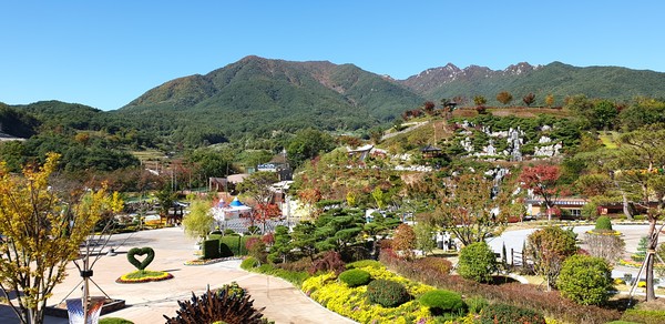 백팔만송이 국화전시./ⓒ합천군