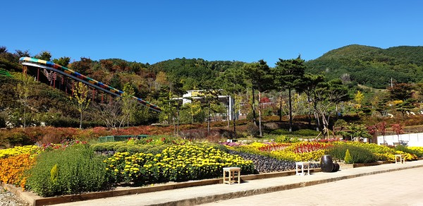 백팔만송이 국화전시./ⓒ합천군