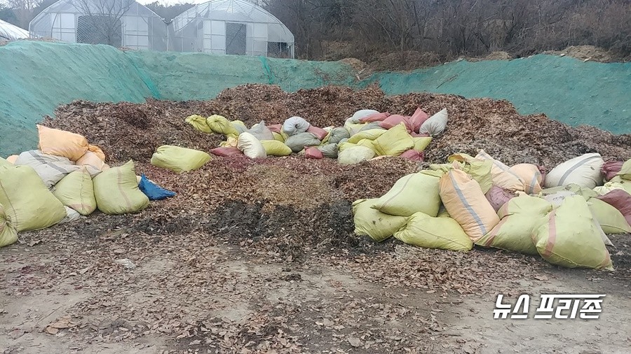 수매낙엽 처리모습.(사진제공=제천시)