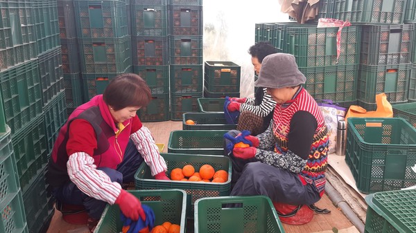 진주시는 아열대 과일인 만감류‘레드향’이 설 명절에 맞춰 본격 출하를 시작했다./ⓒ진주시