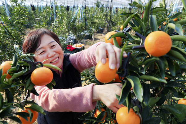 산청군이 여성농업인의 삶의 질 향상과 역량강화를 위한 특화 지원사업을 실시한다.(산청군 단성면 천혜향 수확)/ⓒ산청군