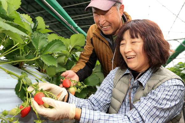 산청군이 여성농업인의 삶의 질 향상과 역량강화를 위한 특화 지원사업을 실시한다.(산청군 신안면 딸기 수확)/ⓒ산청군