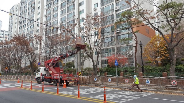 진주시는 1월 말∼2월까지 가로수 전정사업을 실시한다./ⓒ진주시