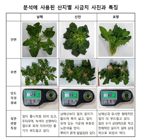 분석에 사용된 산지별 시금치 사진과 특징./ⓒ남해군