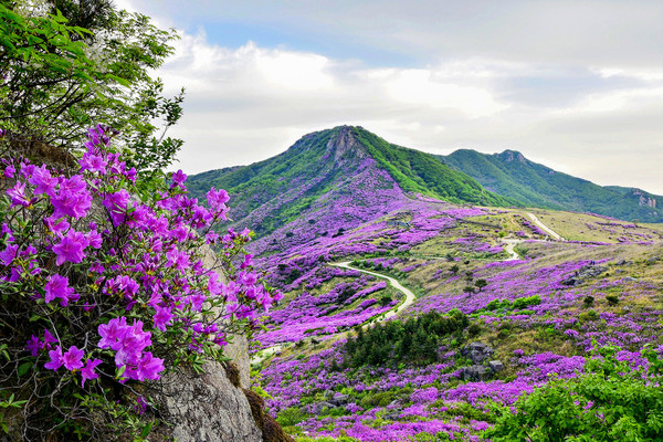 산청황매산철쭉제가 오는 4월30일∼5월10일까지 11일간 차황면 법평리 황매산 일원에서 열린다.(산청관광사진 공모전 당선작 황매산 철쭉) ./ⓒ산청군