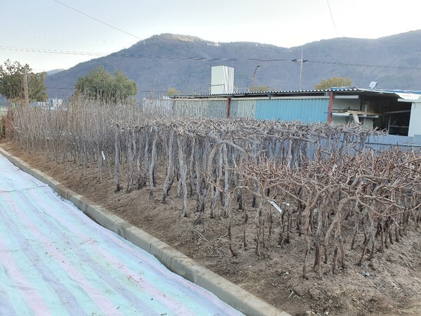 의령군 산림조합은 새싹이 돋아나는 봄을 맞이하여 의령군산림조합 건물 뒤편에 위치한 나무전시 판매장을 2월 24일 개장한다./ⓒ의령군