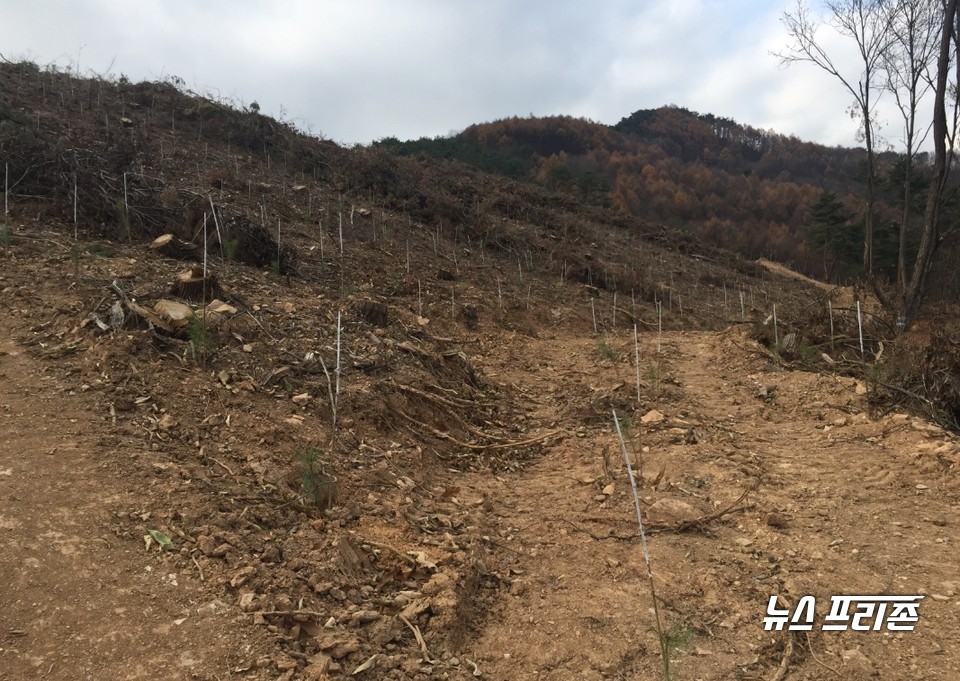 조림사업 사진.(사진제공=단양군)