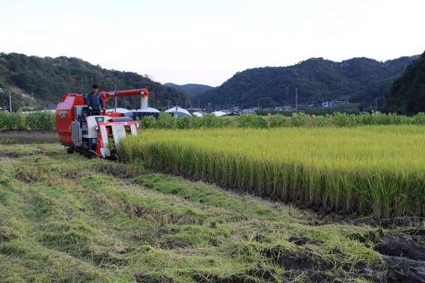 진주시는 오는 28일까지 벼 재배 농가의 소득안정을 위한 2019년산 쌀 변동직불금을 지급한다./ⓒ진주시