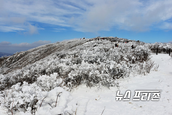 태백산 정상 철쭉군락지