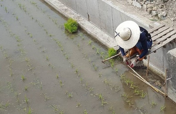 우렁이 이탈 방지장치 설치 모습./ⓒ남해군