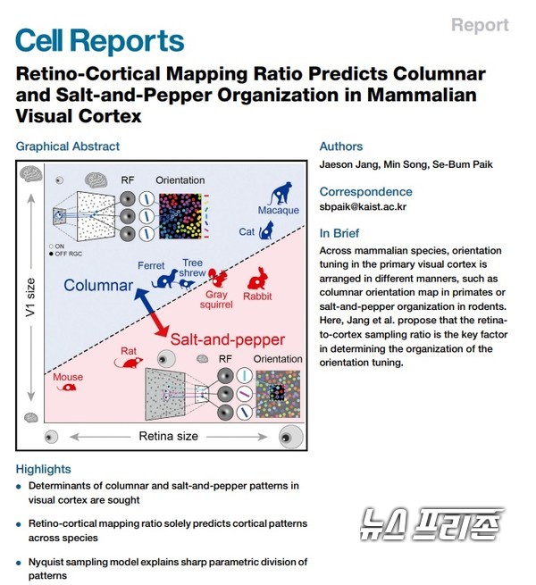 포유류 종들의 시각피질에서 서로 다른 뇌신경망 구조가 형성되는 원리를 규명한 카이스트 바이오및뇌공학과 백세범 교수팀 연구는 국제 학술지 ‘셀(cell)’의 온라인 자매지 ‘셀 리포츠(Cell Reports)’에 3월 10일 게재됐다.ⓒ셀 리포츠·카이스트 백세범 교수팀·이기종 기자