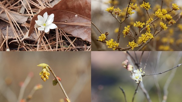 충남 서천군에 소재한 국립생태원 야외 전시공간에 노루귀, 히어리, 산수유, 길마가지나무 등 다양한 봄꽃이 연이어 개화하는 등 봄소식을 전하고 있다.ⓒ국립생태원