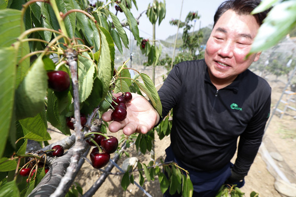 산청군에 따르면 최근 내륙지방에서의 열대과일 재배가 확산되고 있는 가운데 산청군이 이같은 기후변화에 대비해 새로운 농가 소득작목 육성에 나서고 있다.(산청군 단성면 체리 수확 중인 민호식씨 농가)/ⓒ산청군