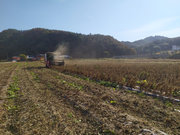 사천시는 쌀 공급 과잉 문제에 선제적으로 대응하고, 콩 등 식량작물 자급률을 높이기 위해 논 타작물 재배 지원 사업을 추진한다(콩 타작물 수확)/ⓒ사천시