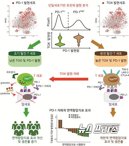 T세포 탈진을 유도하는 단백질 TOX를 도출, 암 조직 내 TOX 농도가 높을수록 면역관문억제제 효능이 저해되는 것을 확인한 연세대 이인석·하상준 교수팀 연구는 지놈 메디신(Genome Medicine)에 2월 28일 게재됐다./ⓒ지놈 메디신·연세대 이인석 교수팀