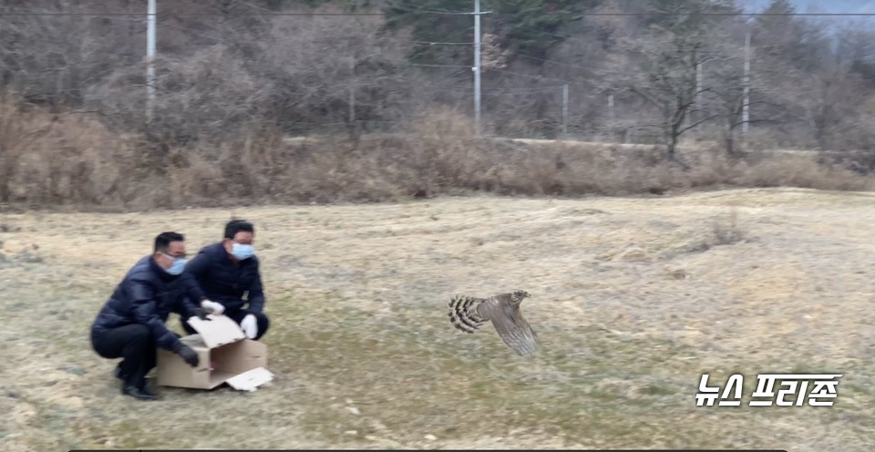 충남도가 지난해 부상 입은 참매 2마리를 자연의 품으로 돌려보냈다./ⓒ충남도청