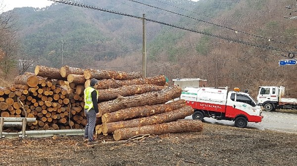 거창군은 인위적인 이동에 의한 소나무재선충병의 확산을 사전에 차단하기 위해, 소나무류 취급업체와 땔감을 사용하는 농가를 대상으로 3월 말까지 봄철 소나무류 무단이동에 대한 계도 및 특별단속을 실시 중이다./ⓒ거창군