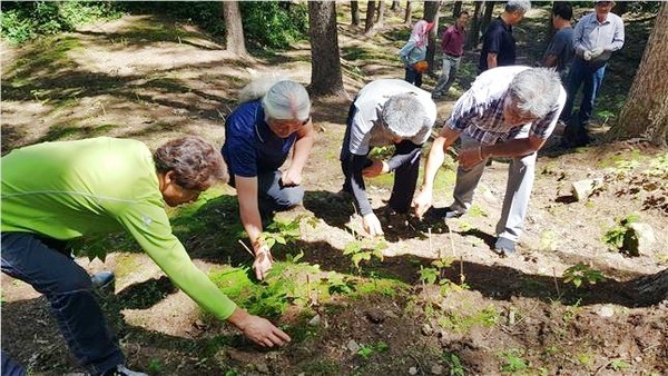 함양군은 산양삼 지킴이 민간위원 9명을 선발, 4월부터 공무원 3명과 동행하여 관내 산양삼 500여 농가 730ha를 대상으로 현지를 방문하여 생산 지도에 들어간다./ⓒ함양군