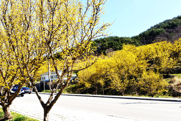 산수유 가로수