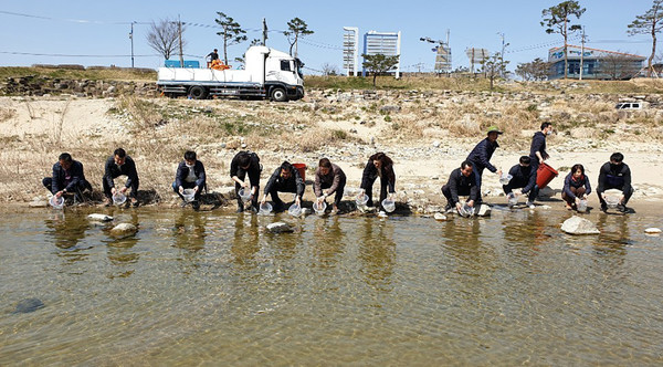 산청군이 최고급 토속 민물어종으로 조선시대 왕에게 진상하던 은어 치어를 방류했다./ⓒ산청군