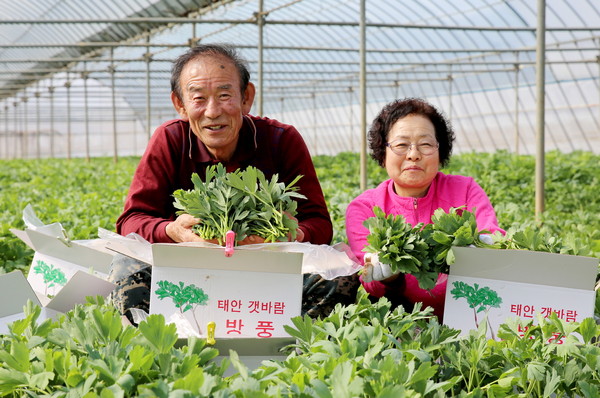 충남 태안지역에서 봄철을 맞아 호흡기 질환 예방에 탁월한 것으로 알려진 웰빙 작물 ‘방풍나물’ 출하가 한창인 가운데 23일 태안군 남면 몽산리 한 비닐하우스에서 농민이 갓 수확한 방풍나물을 들어보이고 있다./ⓒ태안군청