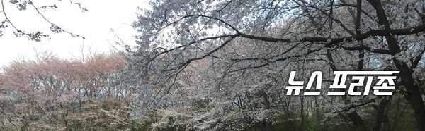 한국과학기술원(KAIST)은 지역주민 등 외부인과 교직원·학생 가족까지 평일과 주말 내내 벚꽃 구경 등 대전 본원 캠퍼스 출입을 강력히 통제한다./ⓒ이기종 기자