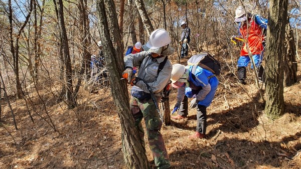 산청군이 지역 내 소나무림 보존을 위해 ‘2020년 상반기 소나무재선충 예방 나무주사 사업’을 실시했다./ⓒ산청군