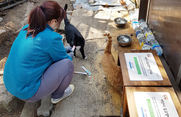 길 고양이 급식소에서 주민이 고양이에게 먹이를 주고 있다./ⓒ서산시청