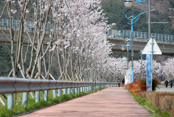 31일 오전 산청군 산청읍 ‘항노화산들길’ 2019년 조성구간인 경호강변에 새로 심은 벚나무가 꽃을 활짝 피운 가운데 사람들이 봄볕을 즐기며 걷고 있다. /ⓒ산청군