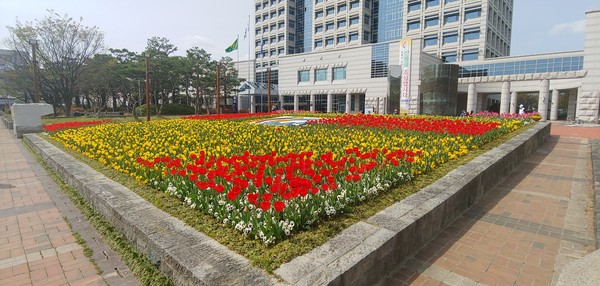 진주시는 작년한해 동안 정성스레 키운 봄꽃을 일제히 출하해 시가지 주요 도로변의 난간화분과 꽃벽, 시청광장 등에 봄 향기를 알리는 팬지 등 7만본을 식재했다./ⓒ진주시