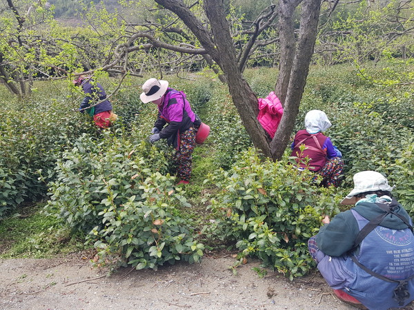 하동군은 세계중요농업유산에 등재된 야생차 주산지인 화개면 일원에서 지난달 30일 올들어 첫 야생햇차를 수확했다./ⓒ하동군