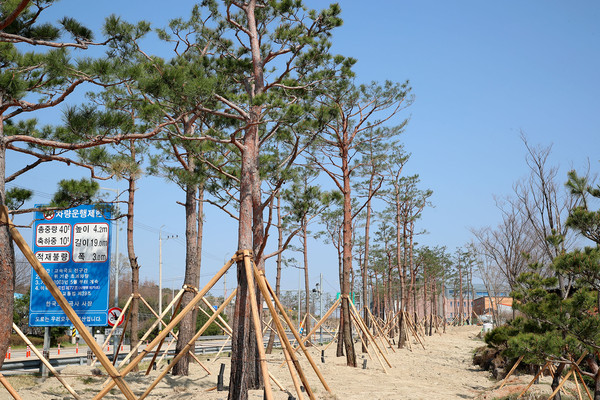 산청군 산청IC 입구 도로변 소나무 식재 ./ⓒ산청군