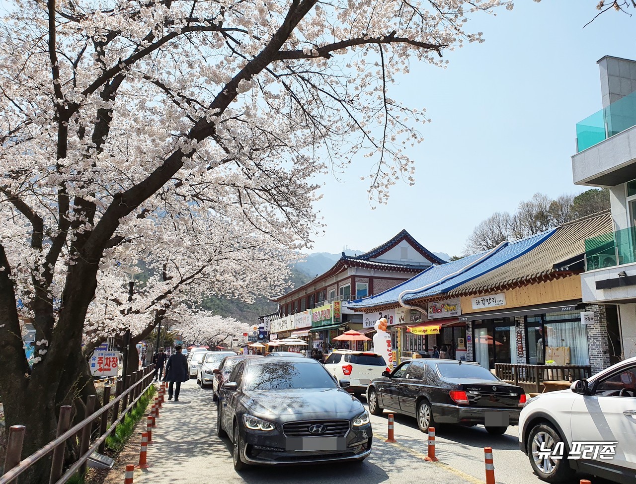 [뉴스프리존,대전=이현식 기자] 코로나19 확산을 막기 위한 '사회적 거리두기'가 한참인 가운데, 대전·세종·충남지역 대표 벚꽃 군락단지인 계룡산에 벚꽃이 만개해, 봄기운을 만끽하기 위해 나온 시민들이 '벚꽃 길 드라이브 스루'를 즐기고 있다./ⓒ이현식 기자