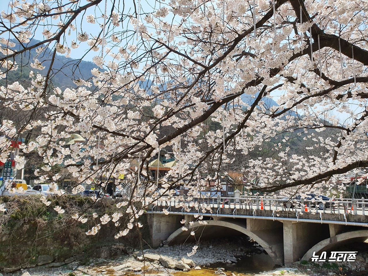 [뉴스프리존,대전=이현식 기자] 코로나19 확산을 막기 위한 '사회적 거리두기'가 한참인 가운데, 3일 오후 대전·세종·충남지역 대표 벚꽃 군락단지인 계룡산에 벚꽃이 만개해, 눈길을 끌고 있다./ⓒ이현식 기자