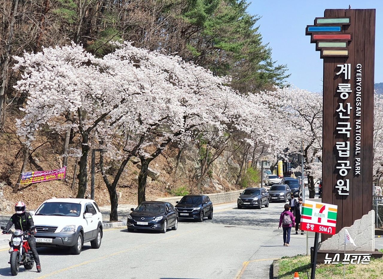 [뉴스프리존,대전=이현식 기자] 코로나19 확산을 막기 위한 '사회적 거리두기'가 한참인 가운데, 대전·세종·충남지역 대표 벚꽃 군락단지인 계룡산에 벚꽃이 만개해, 3일 오후 봄기운을 만끽하기 위해 나온 시민들로 '벚꽃 길 드라이브 스루'가 이어지고 있다./ⓒ이현식 기자