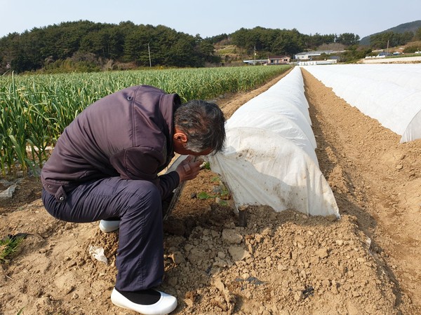 미니단호박 판매 및 터널재배 모습./ⓒ남해군