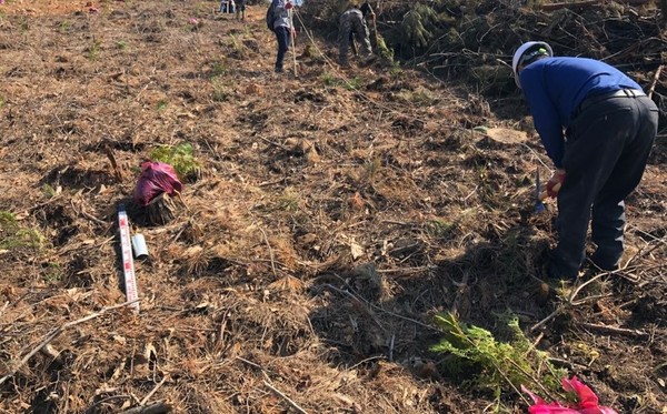 8일 충남 서천군은 100ha 산림에 23만 그루 심는다고 밝혔다.Ⓒ서천군청