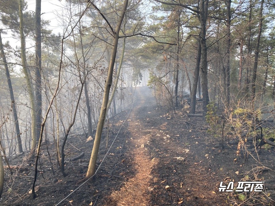 충남산불방지대책본부(산불대책본부)는 서산 대산 산불을 발생 11시간여 만인 13일 오전 진화 완료했다고 밝혔다./ⓒ충남도청