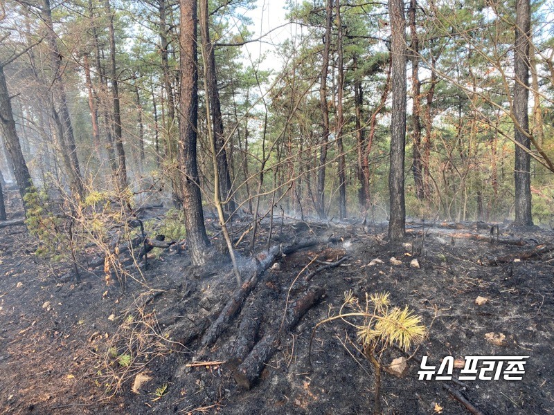 산불대책본부는 산불 발생 초기 확산 방지에 집중하다 13일 날이 밝자 산림청 소속 4대, 도 임차 3대 등 총 7대의 헬기를 투입, 이날 오전 6시 40분 주불 진화를 마쳤다./ⓒ충남도청