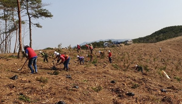 지난 6일, 대합면 태산리 일원에서 창녕군 미세먼지 저감을 위한 조림사업을 진행하고 있는 모습./ⓒ창녕군