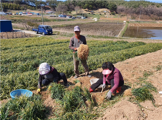 충남 청양지역에서는 대표적 특산작물인 맥문동 수확이 한창이다.Ⓒ청양군청