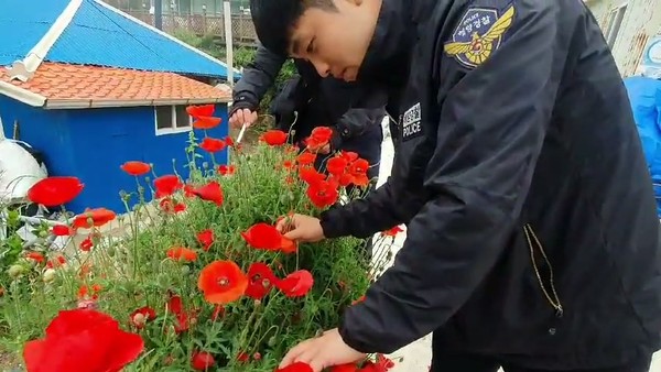 태안해경이 현장에서 단속대상 마약류 식물 여부를 확인하고 있다./ⓒ태안해양경찰서